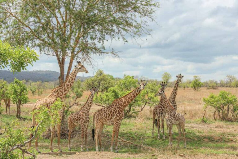 Tower of Giraffes Mikumi National Park Tanzania 768x512